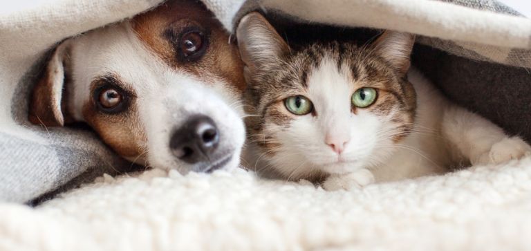 Dofinansowanie na kastracje, sterylizacje oraz czipowanie zwierząt w 2026 r.