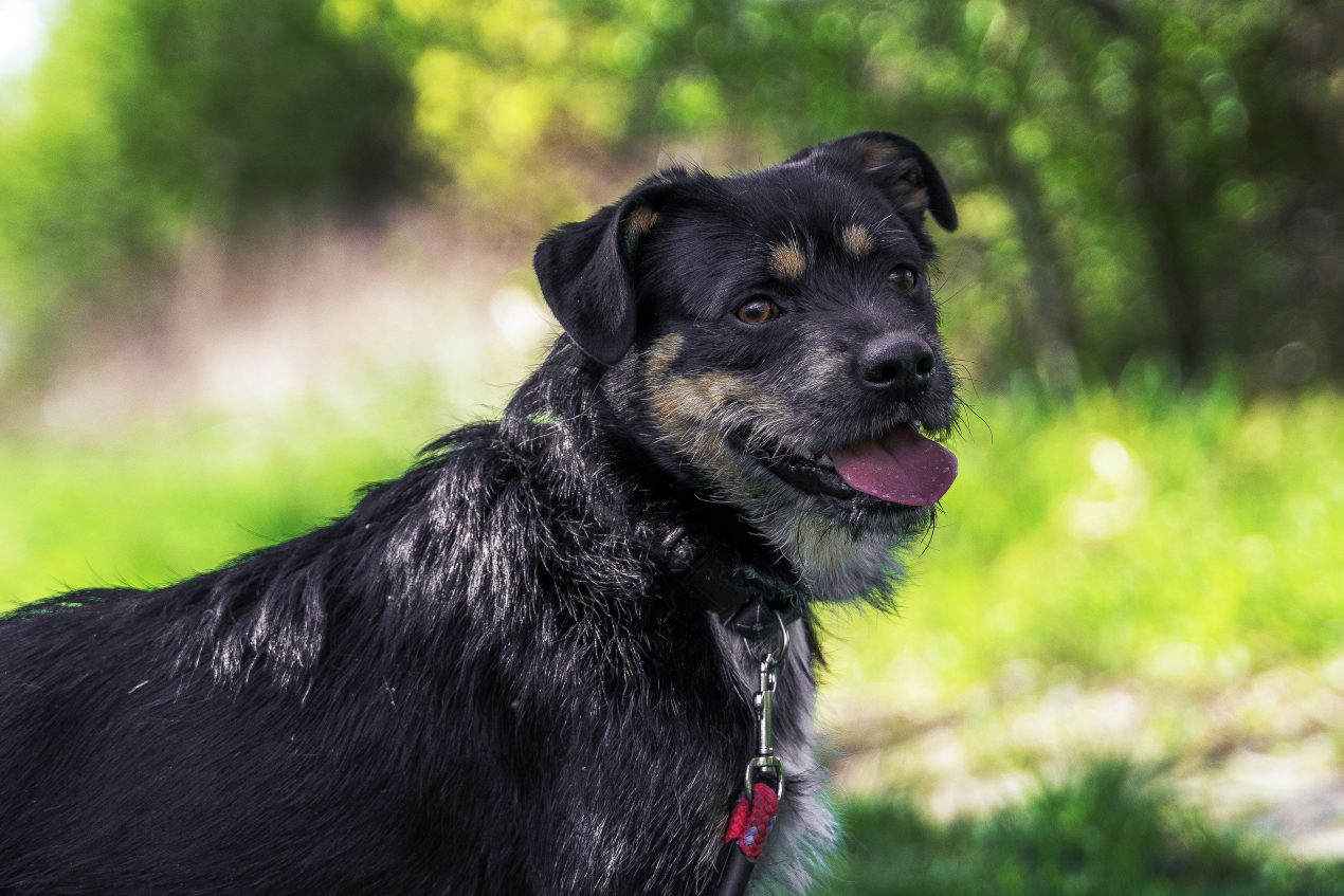 Dżeki, spokojny i czuły pies do adopcji