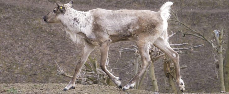 Fiński renifer zamieszkał w płockim ZOO