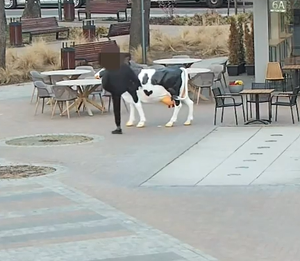 Pijany wandal powalił figurę krowy i zaatakował patrol. Otrzymał serię zarzutów