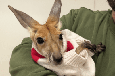 Sukces opiekunów warszawskiego zoo. Kangurzyca Stefcia uratowana dzięki opiece zastępczej