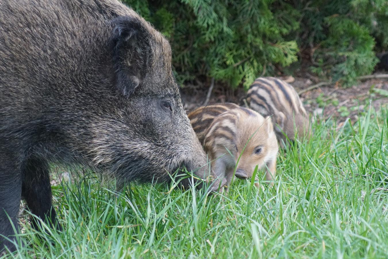 Działania miasta w kwestii problemu dzików – bezpieczeństwo mieszkańców i obowiązujące przepisy