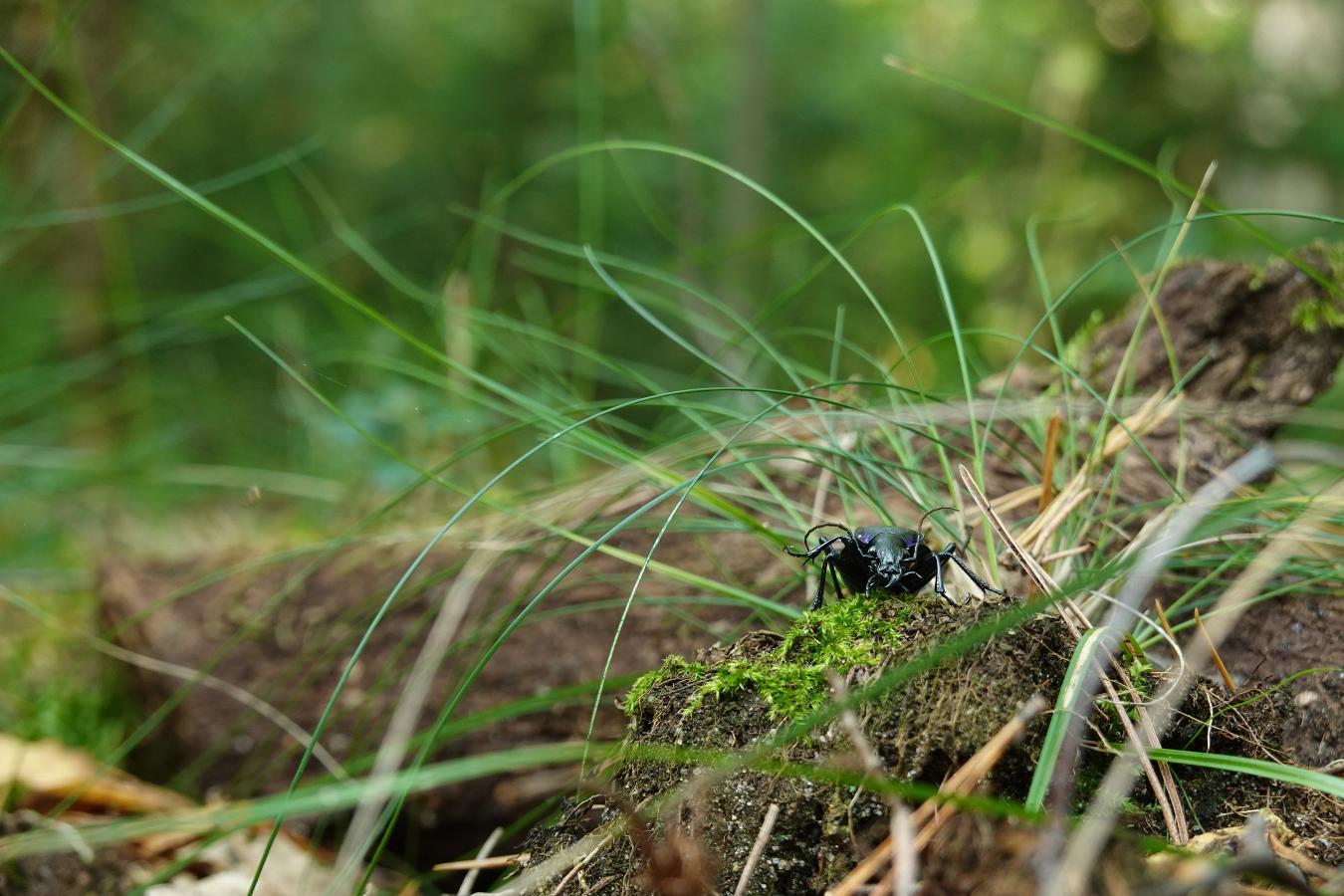 Las dla dociekliwych – weekendowe warsztaty i przechadzki w warszawskich lasach