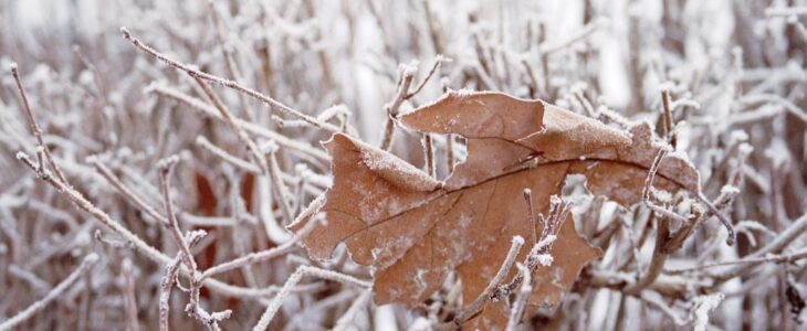 Ostrzeżenie meteorologiczne – przymrozek