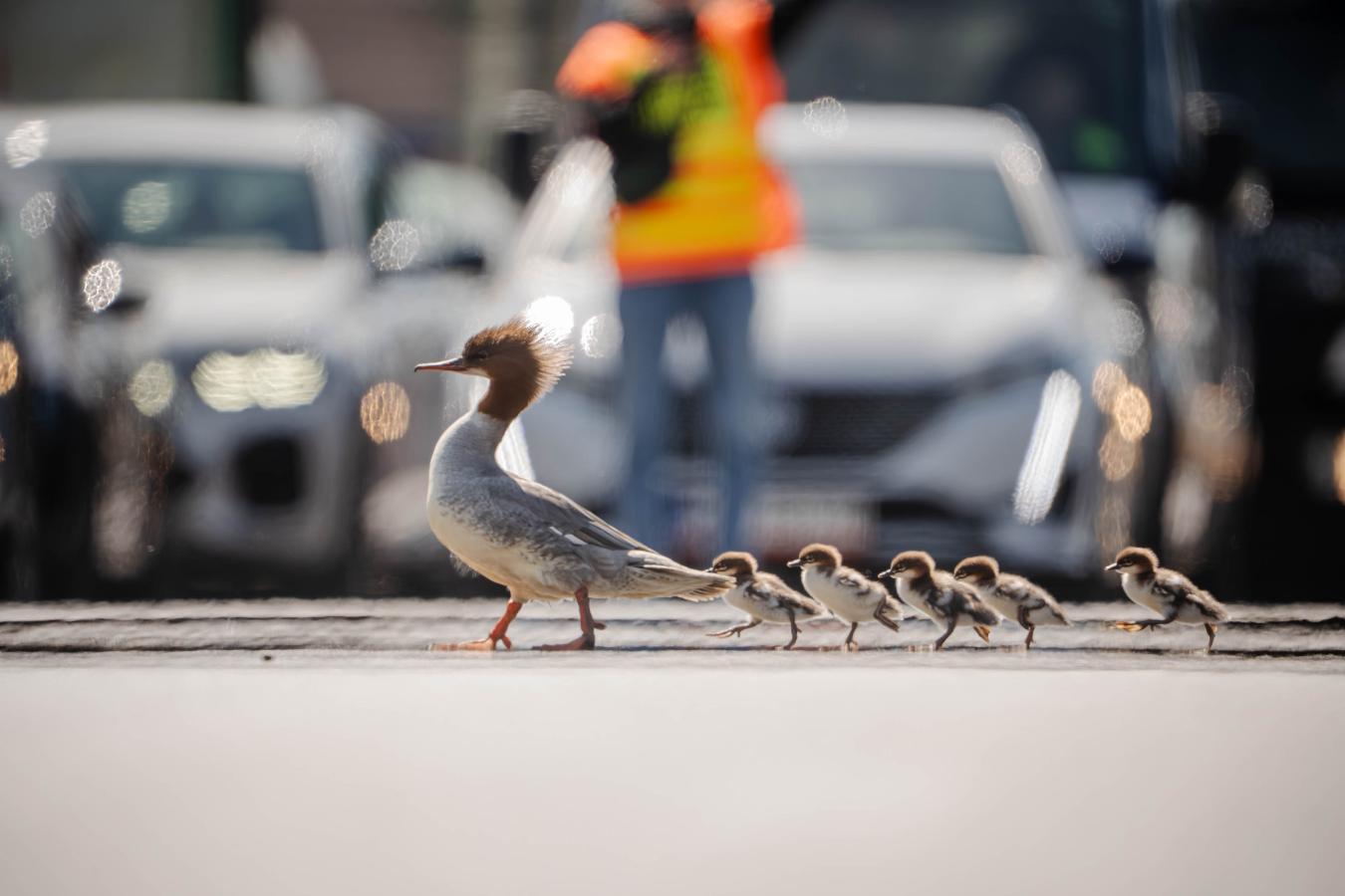 Pierwsza w tym roku rodzina nurogęsi bezpiecznie wypłynęła na Wisłę