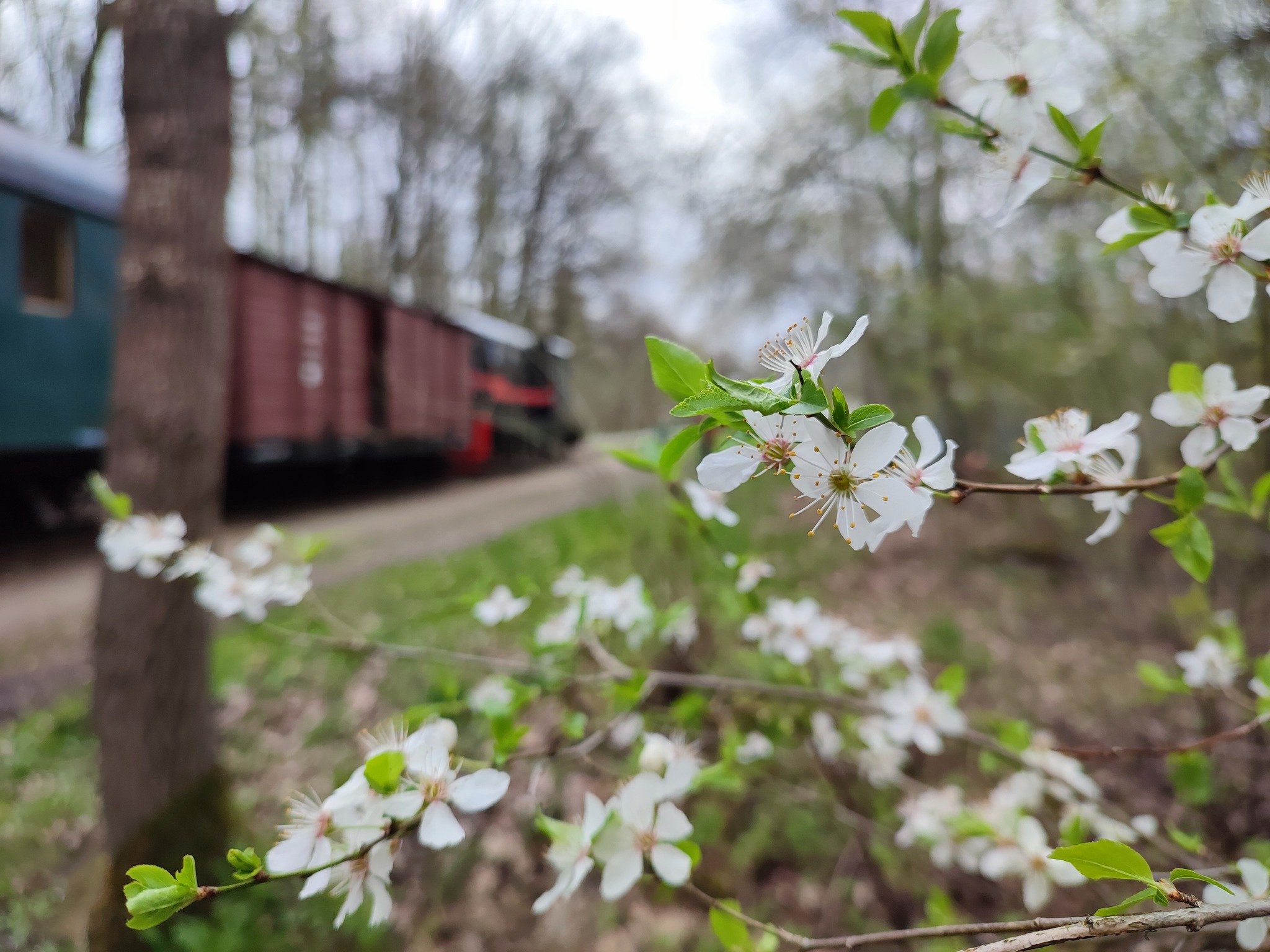 Poczuj wiosnę na trasach wąskotorówki