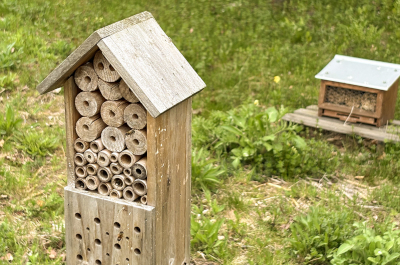 Ptaki i pszczoły z metra, czyli wiosna na Stacji Techniczno-Postojowej na Kabatach