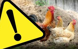 Rozporządzenie Wojewody Mazowieckiego z dnia 15 kwietnia 2026 r. zmieniające rozporządzenie w sprawie zwalczania wysoce zjadliwej grypy ptaków