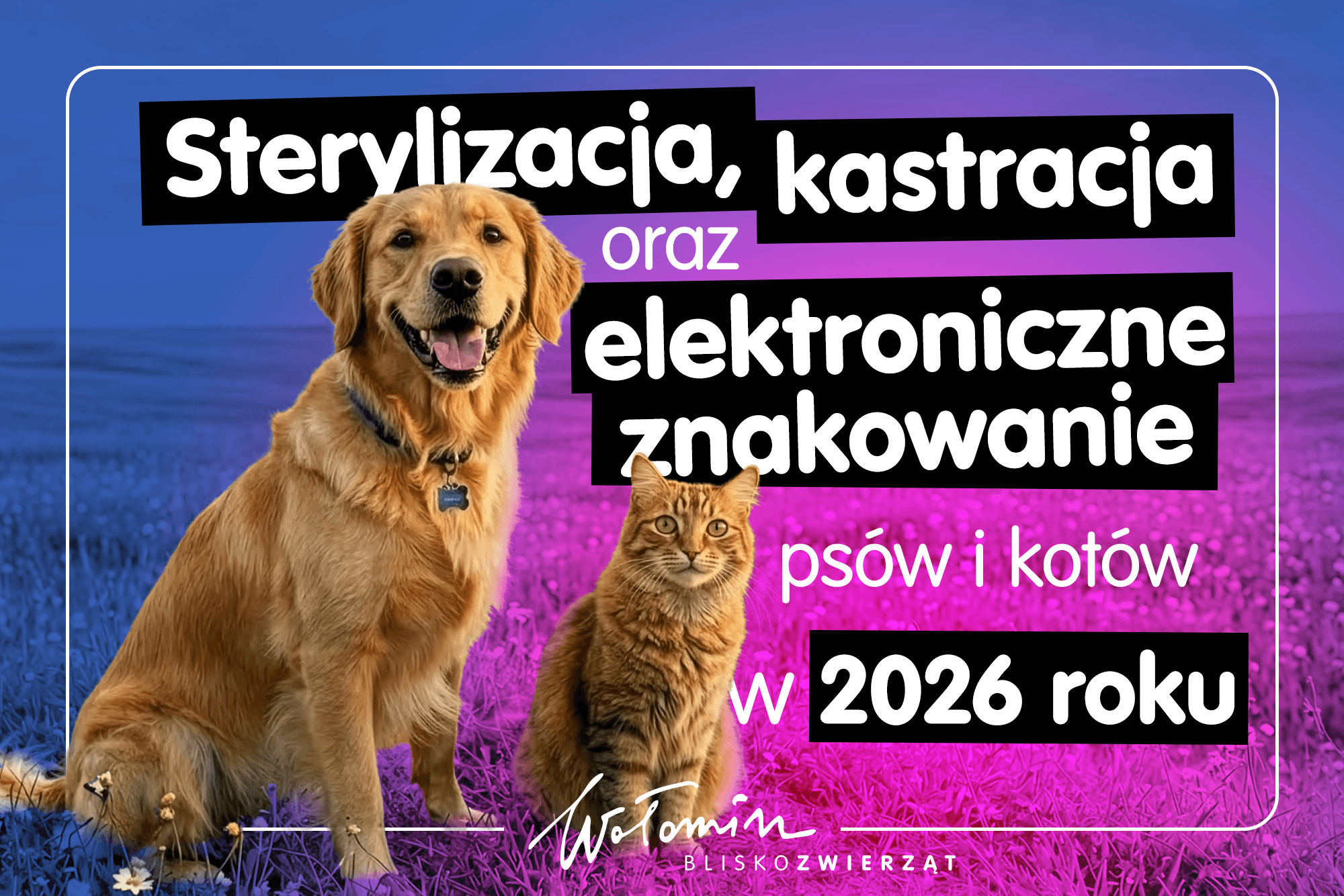 Sterylizacja, kastracja i elektroniczne znakowanie psów oraz kotów w 2026 roku