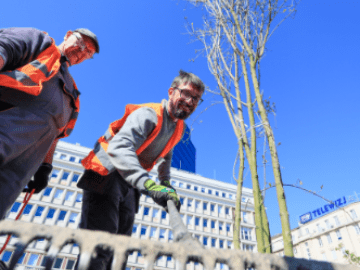 Trwa sadzenie drzew przy Placu Powstańców Warszawy