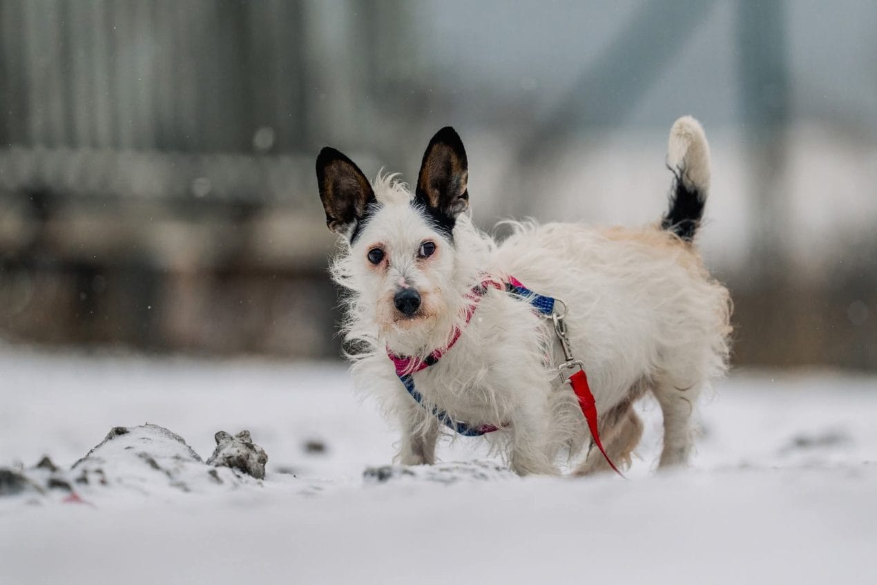 Wierny przyjaciel z charakterem poszukuje domu