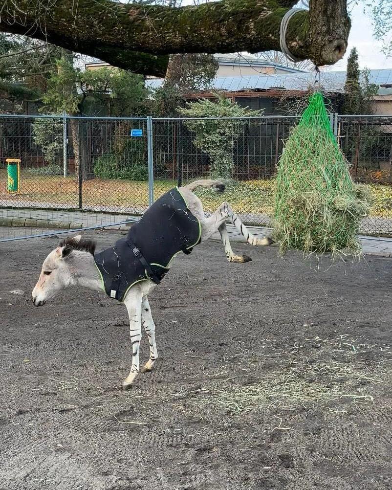 Zwierzak marca Warszawskiego ZOO: kangurzyca Stefcia czy może oślica Zuzia?