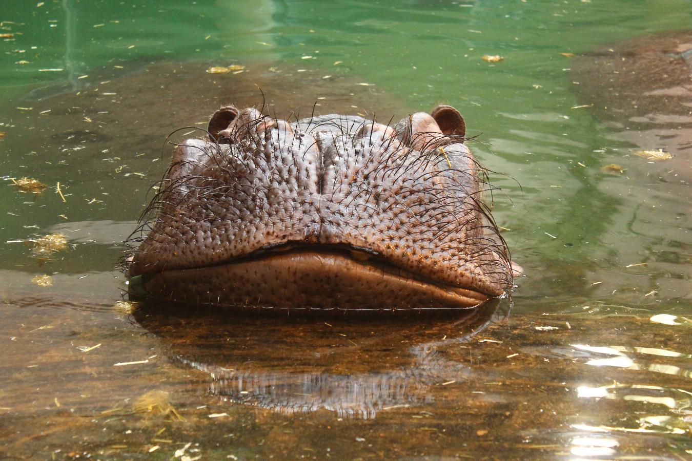 Hipopotam Hugo skończy 19 lat. Warszawskie ZOO zaprasza na wyjątkowe urodziny