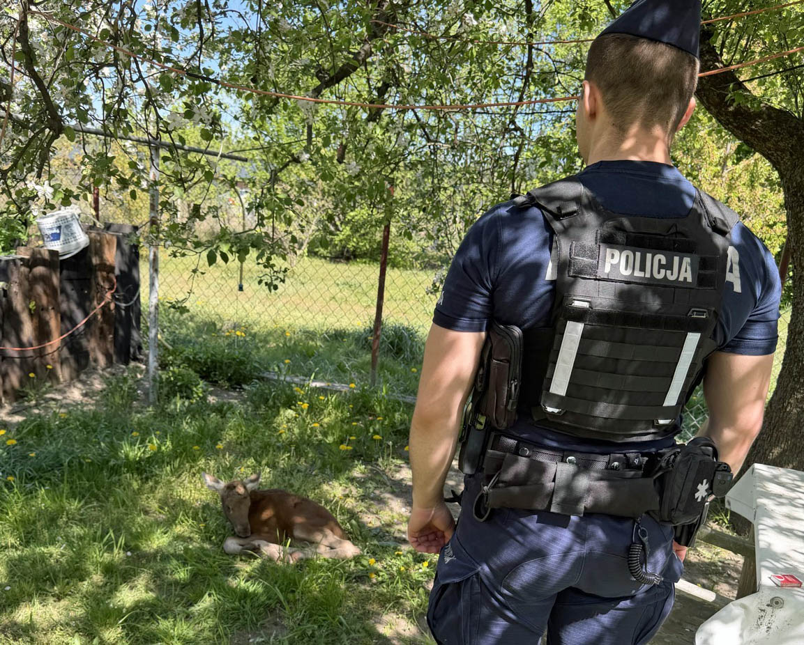 Policjanci uratowali kilkudniowego łosia