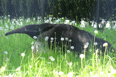 Warszawskie ZOO zaprasza na urodziny najstarszego na świecie mrówkojada