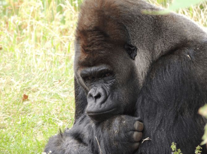 Zwierzak miesiąca w Warszawskim ZOO – czy w maju zwycięży Hugo czy Azizi?